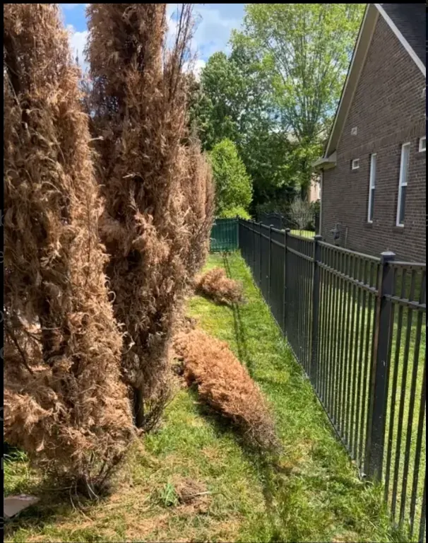 Dead arborvitae along a residential property line before removal