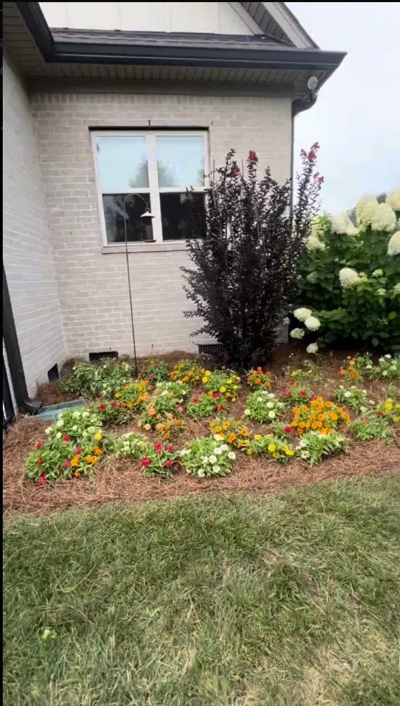 Flower bed after cleanup and fresh pine straw installation in Arrington, TN