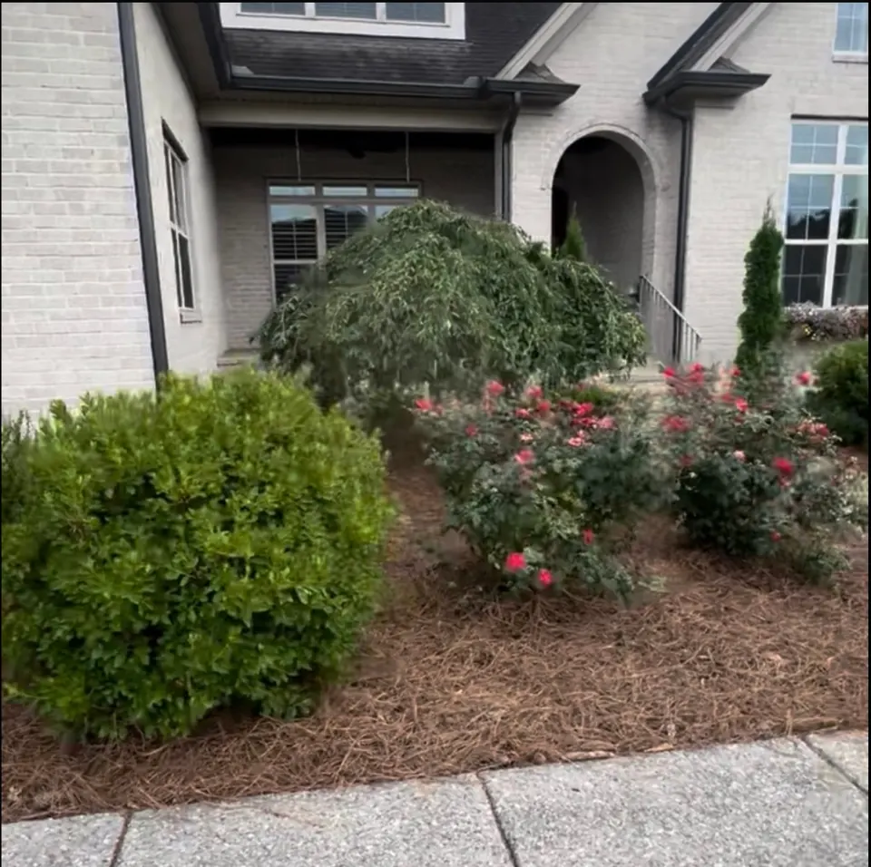 Front landscaping after shrub trimming, cleanup, and pine straw installation in Arrington, TN