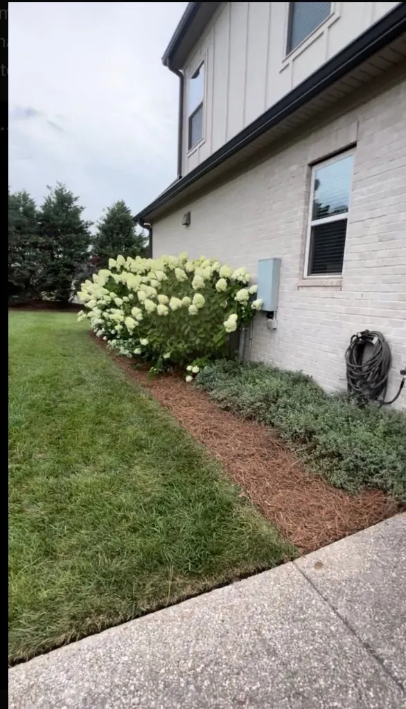 Finished landscape bed with hydrangeas and fresh pine straw in Arrington, TN