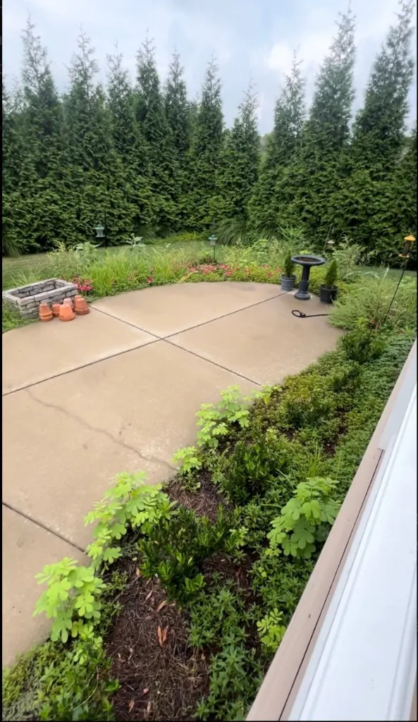 Overgrown backyard landscape beds before cleanup in Arrington, TN