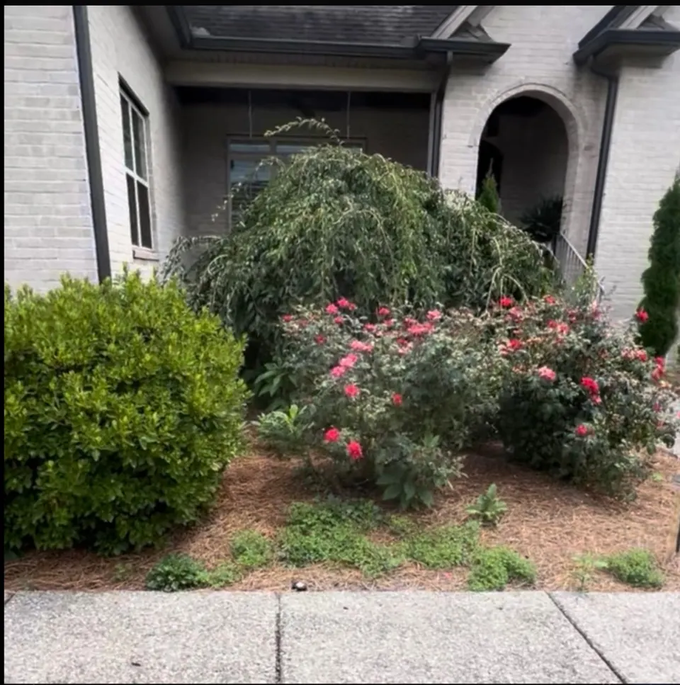 Front landscape beds before weed removal and shrub trimming in Arrington, TN