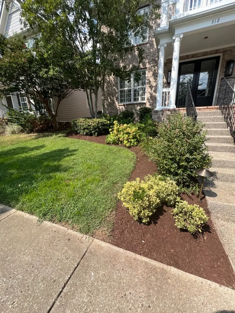 Cleaned and reshaped front landscape bed with fresh brown mulch in Brentwood, Tennessee