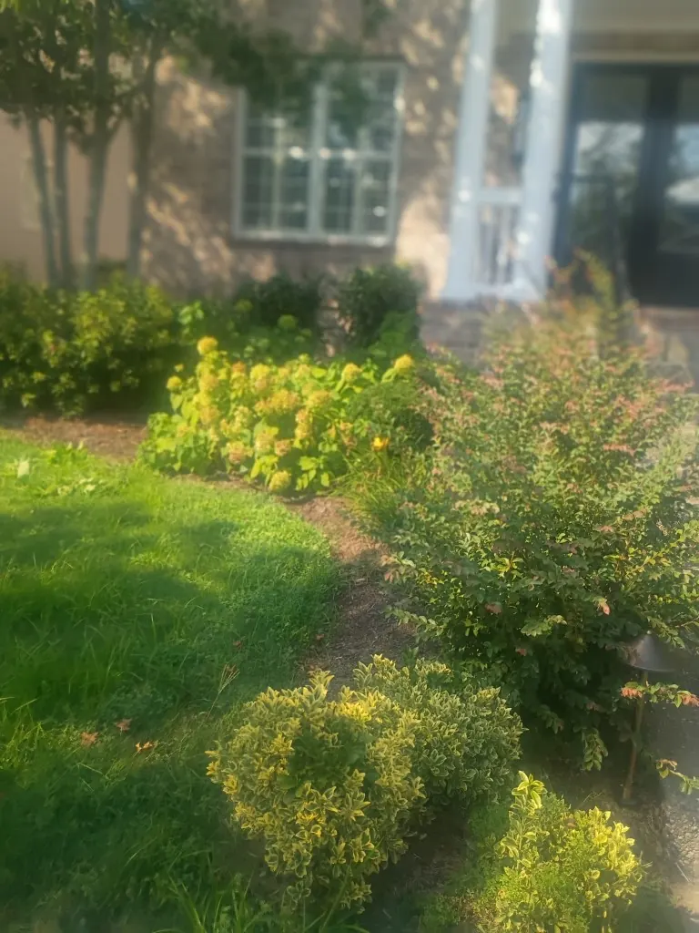 Front landscape bed before cleanup and mulch installation in Brentwood, Tennessee