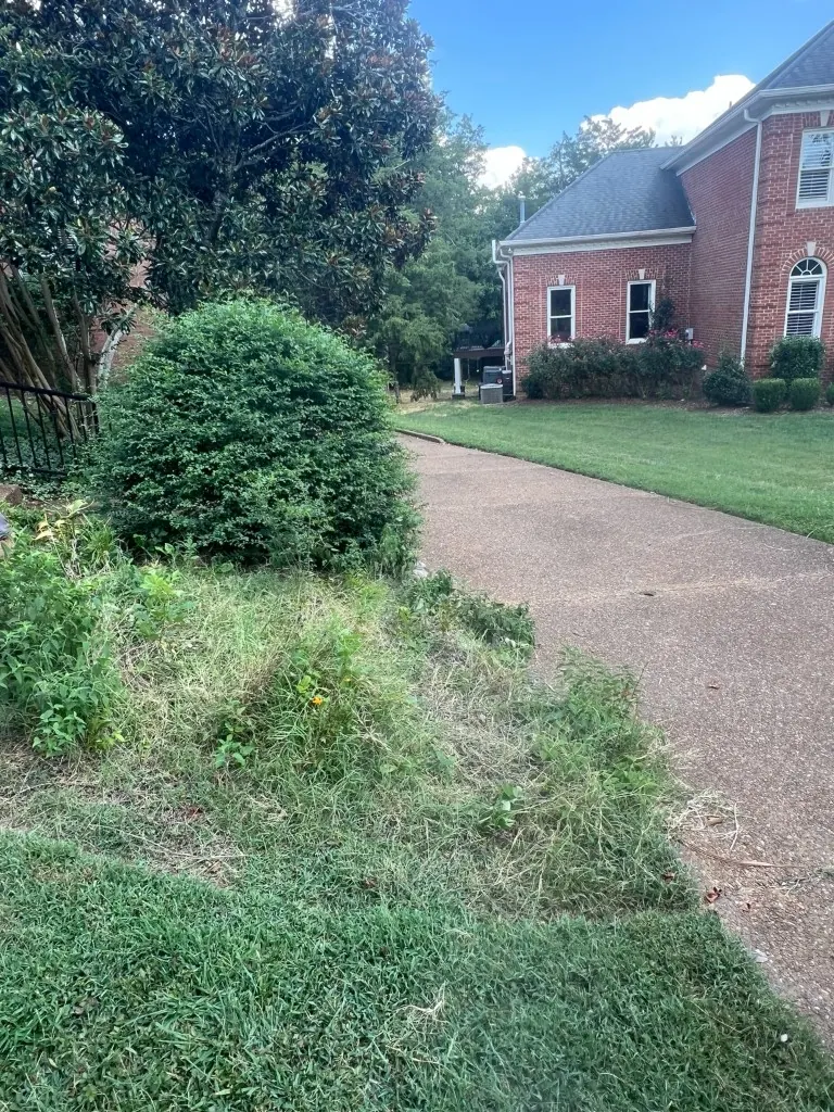 Overgrown landscape bed beside driveway before cleanup in Brentwood, Tennessee