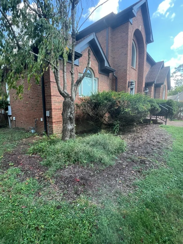 Overgrown foundation landscape bed before cleanup in Brentwood, Tennessee