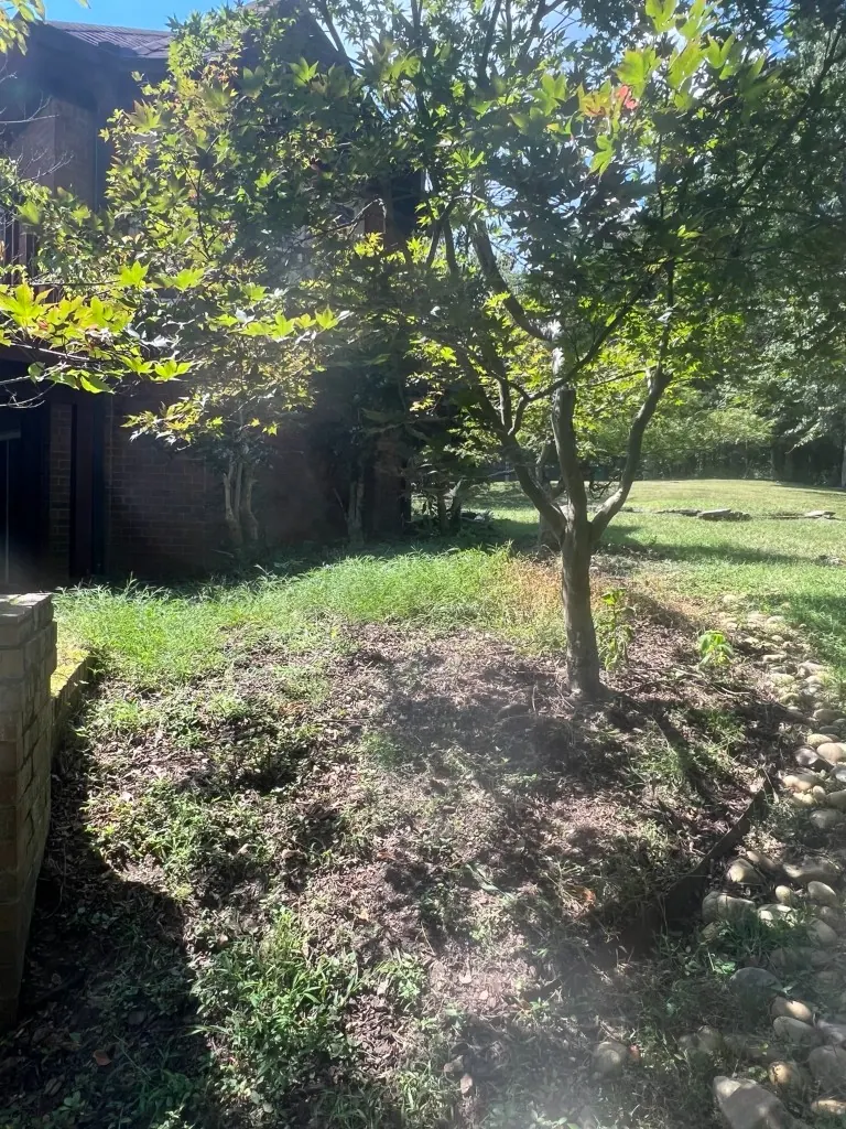 Side landscape bed around existing trees before cleanup in Brentwood