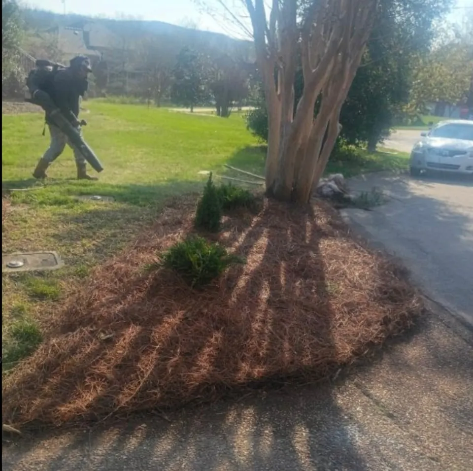 Finished tree landscape bed with new plants and pine straw in Brentwood, Tennessee