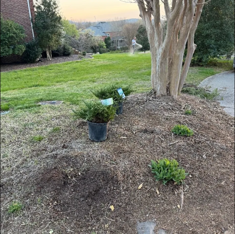 Landscape bed around a mature tree before plant and pine straw installation in Brentwood, Tennessee