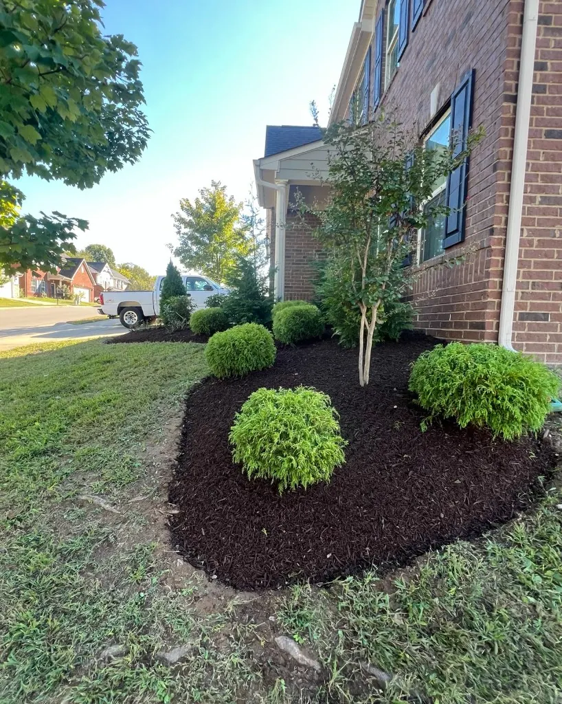 Foundation landscape bed with shaped shrubs and fresh dark brown mulch in Brentwood, Tennessee