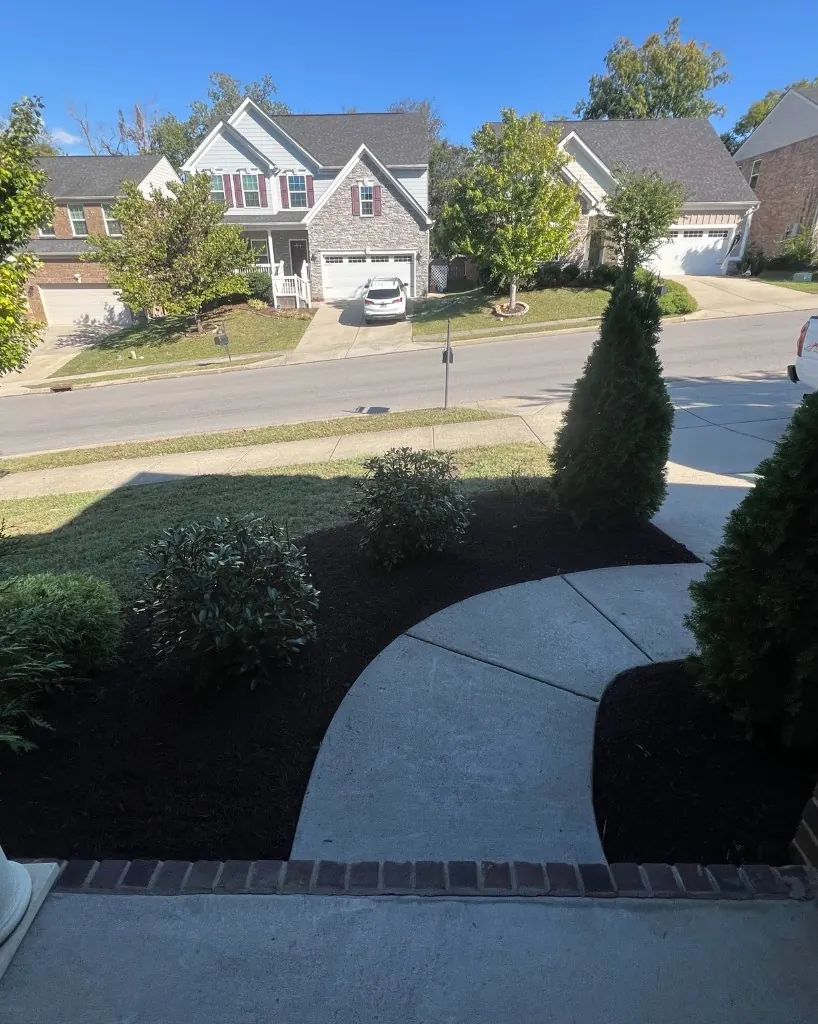 Front walkway landscape beds with shaped shrubs, clean edges, and dark brown mulch in Brentwood, Tennessee