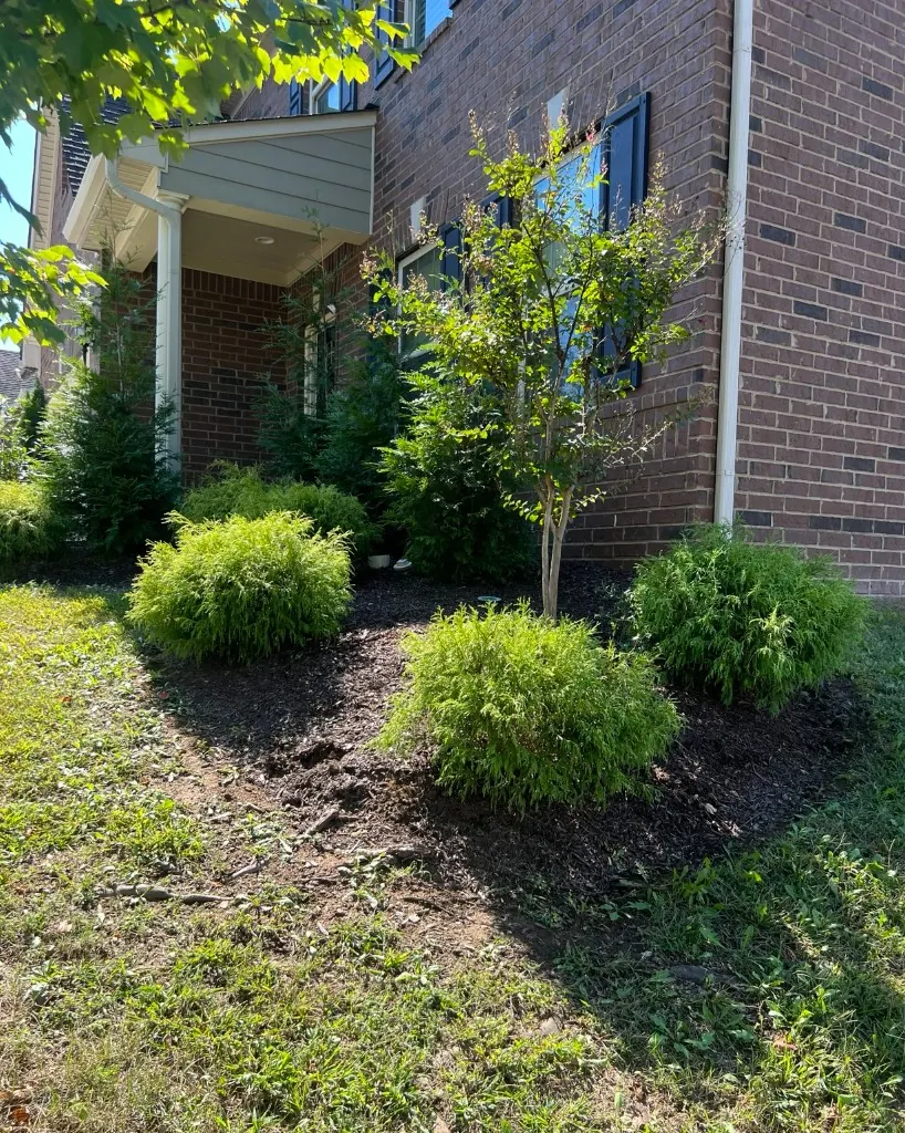 Foundation landscape bed with uneven mulch and shrubs before cleanup along a Brentwood home