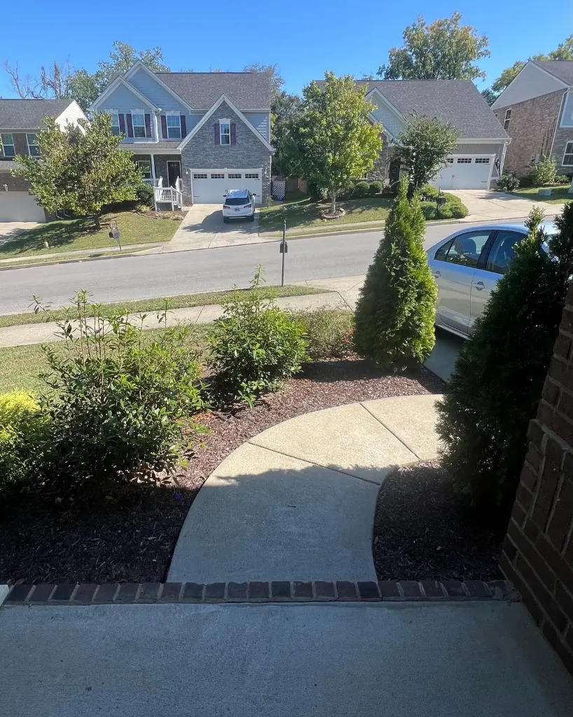 Front walkway landscape beds with worn mulch and untrimmed shrubs before cleanup in Brentwood, Tennessee