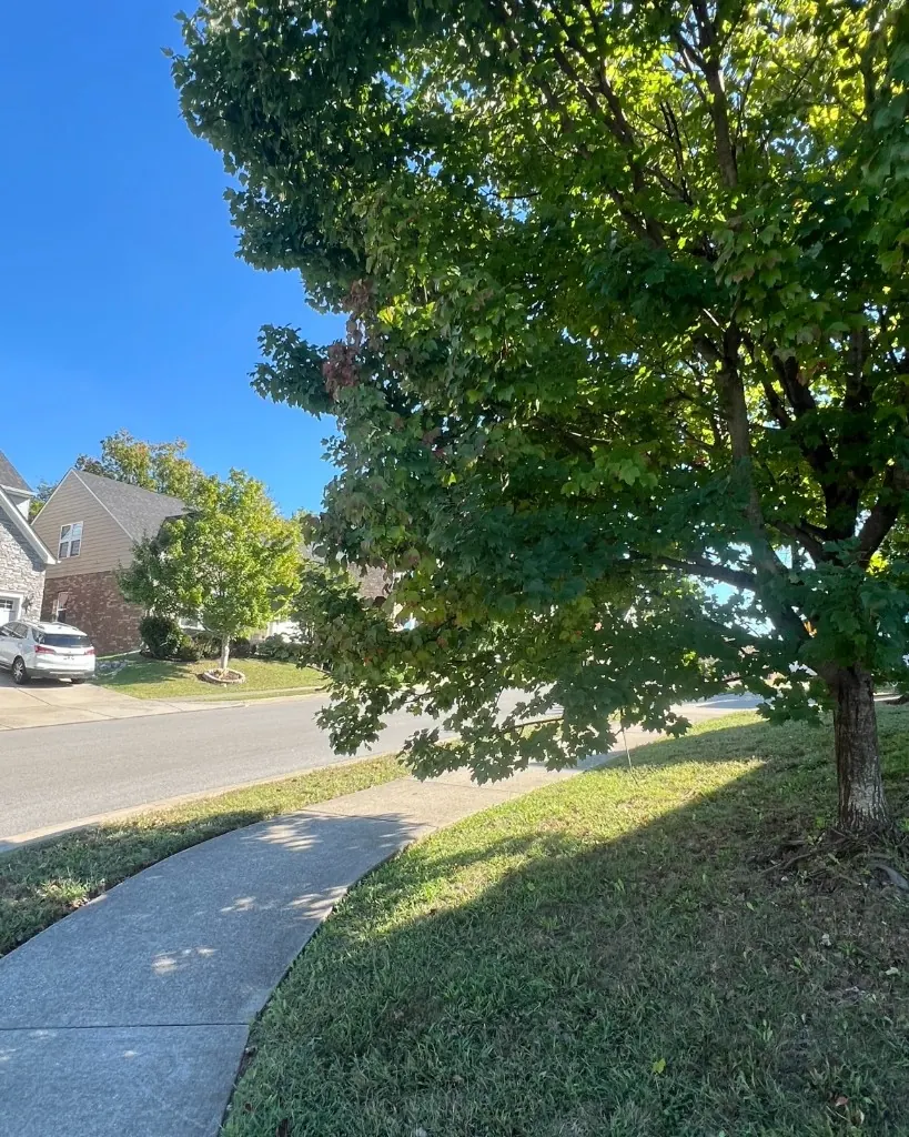 Tree branches hanging over a sidewalk before clearance trimming in Brentwood, Tennessee