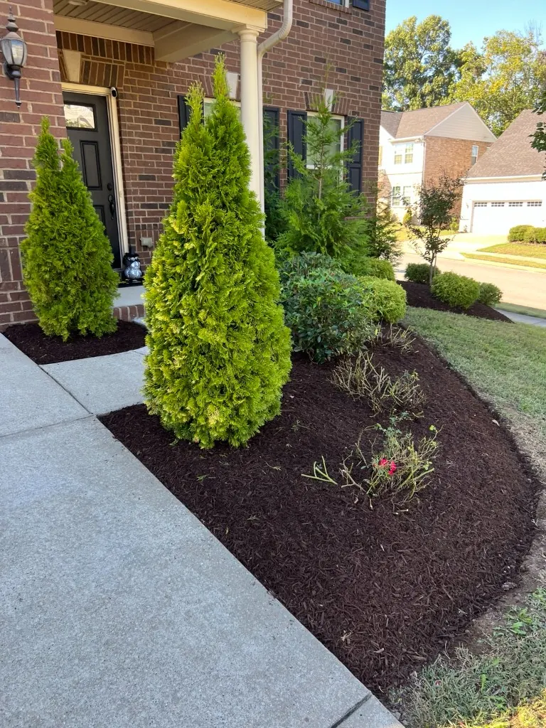 Finished Brentwood landscape bed with trimmed shrubs, a curved shovel edge, and dark brown mulch
