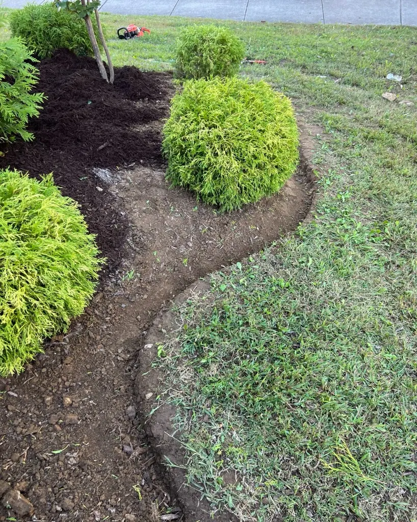 Freshly cut shovel edge in a landscape bed while dark brown mulch installation was still in progress in Brentwood, Tennessee