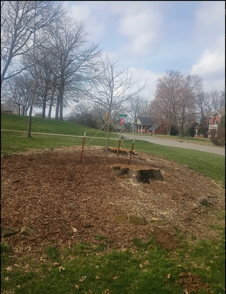 Newly planted tree secured with support stakes in Brentwood Tennessee