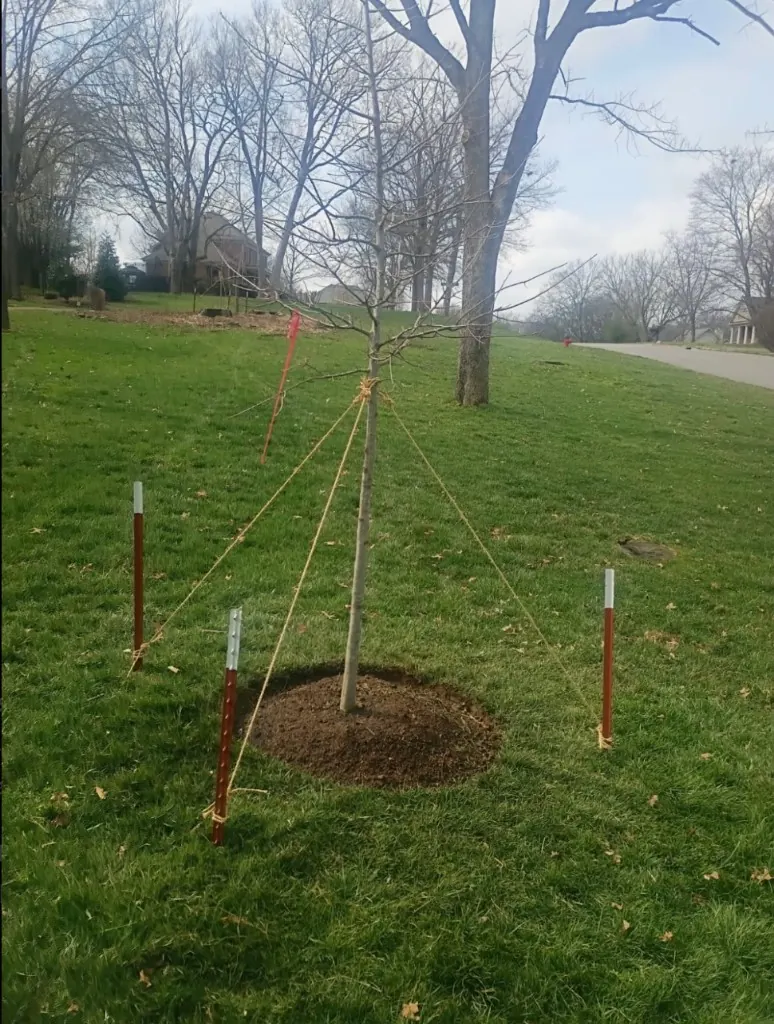 Young tree planted and staked by MRX Landscaping in Brentwood Tennessee