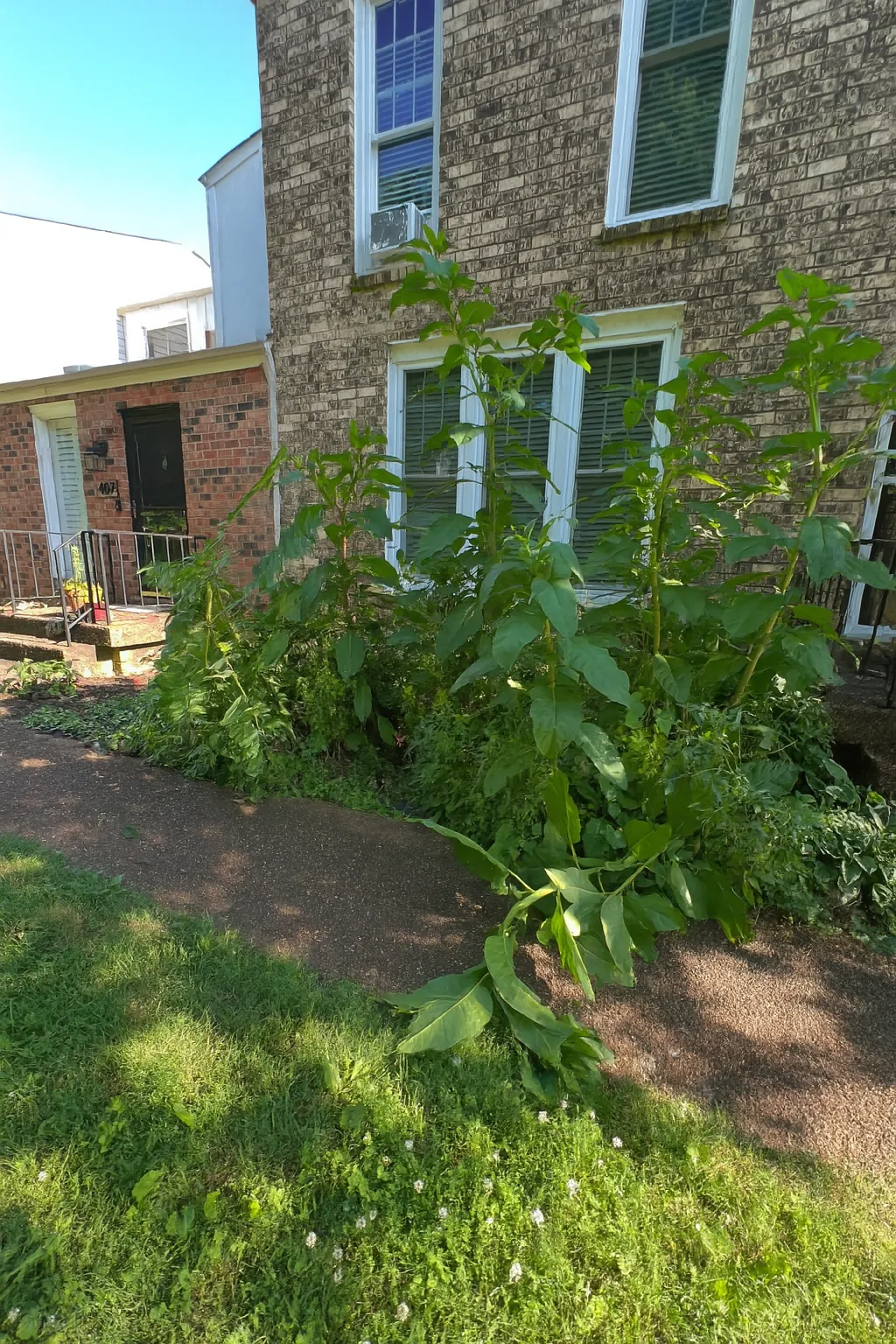 Before front yard redesign in Brentwood, TN — MRX Landscaping