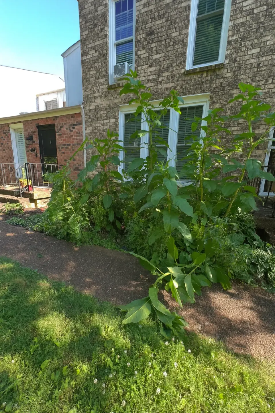 Before front yard redesign in Brentwood, TN, MRX Landscaping