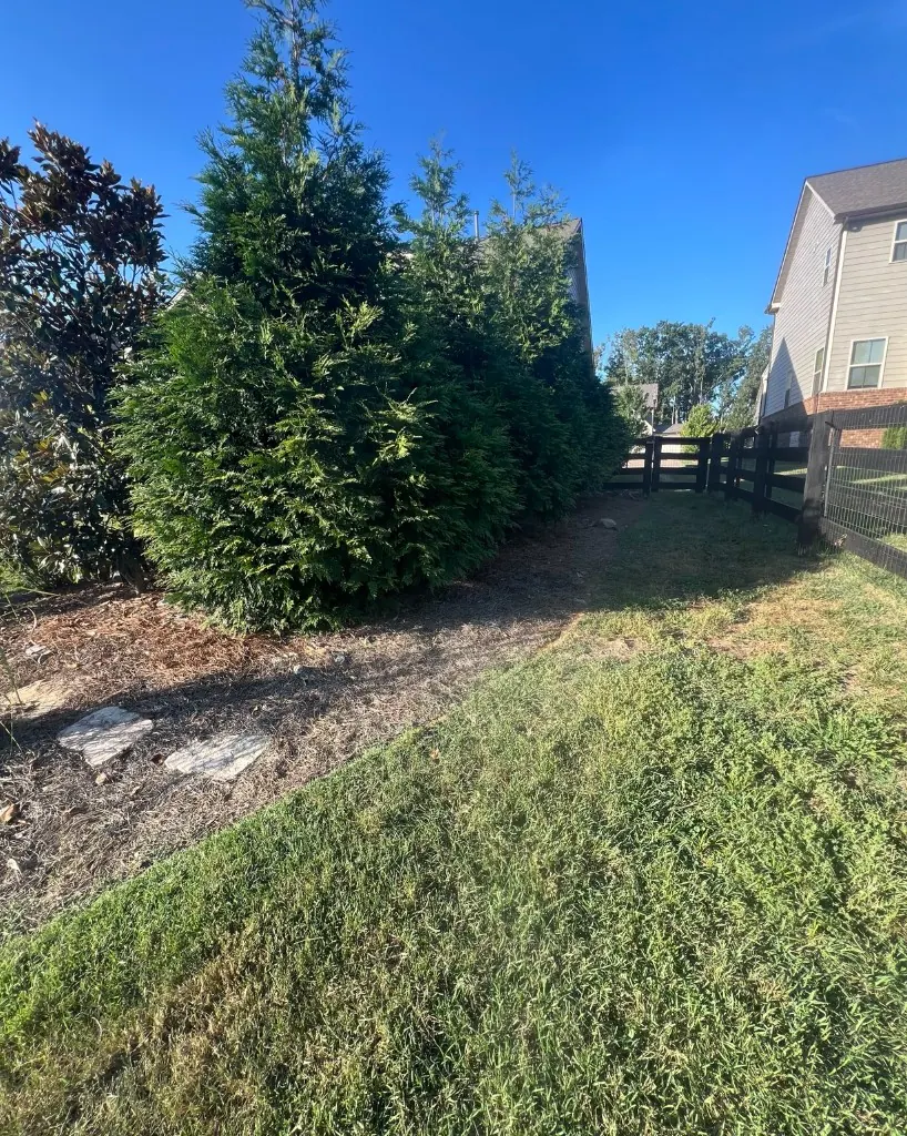 Pine straw bed with uneven stepping stones before pea gravel walkway installation in College Grove, Tennessee