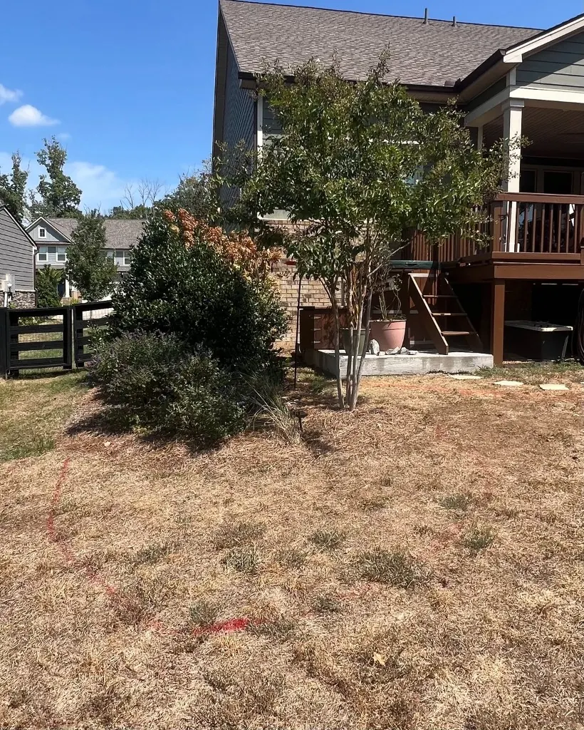 Existing pine straw bed and dry lawn with spray-paint outline before bed extension in College Grove, Tennessee
