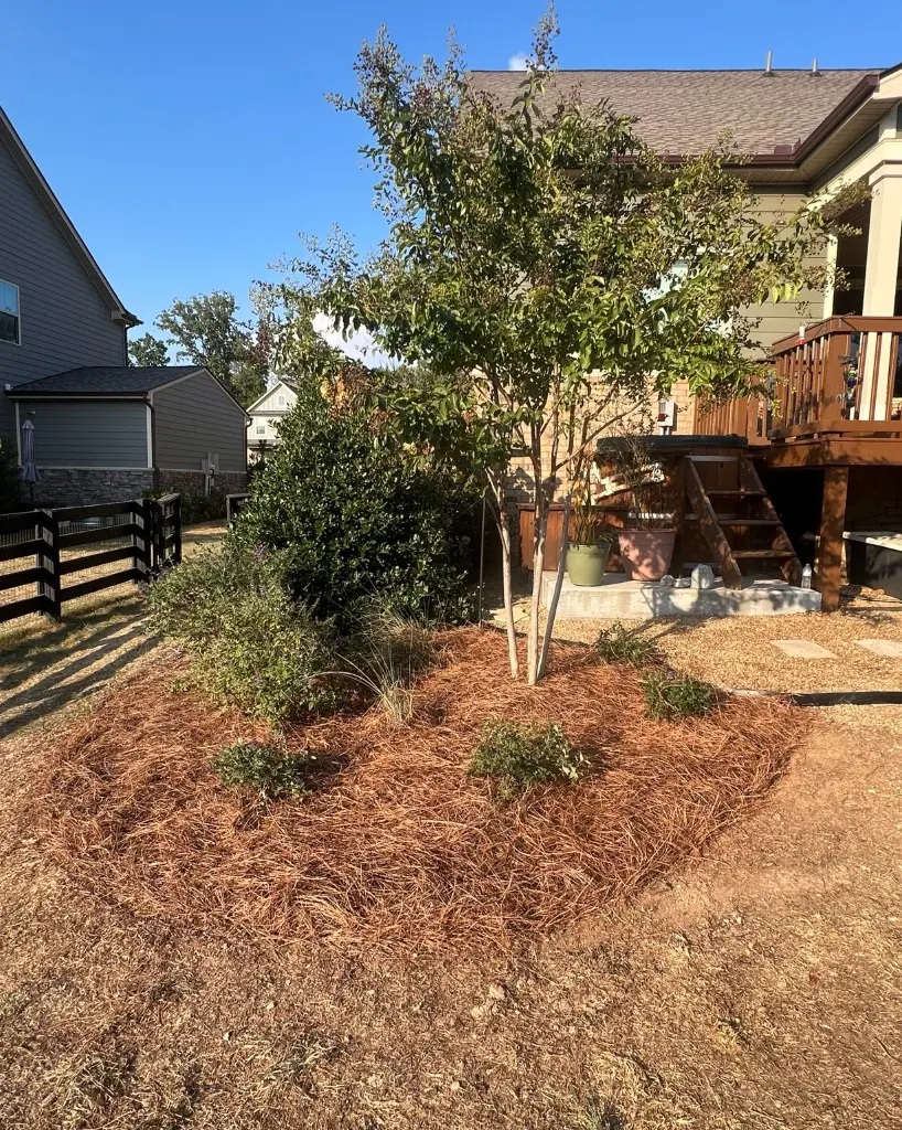 Extended pine straw landscape bed with newly planted Miss Violet Butterfly Bushes in College Grove, Tennessee