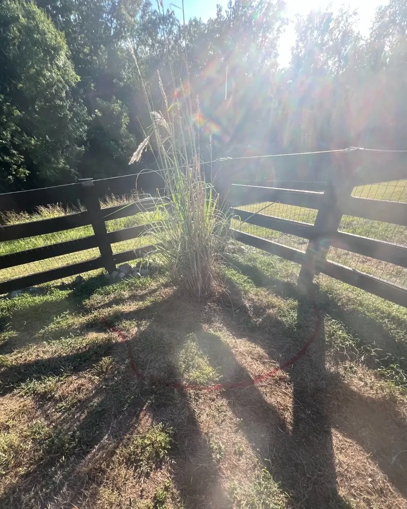 Fence corner with ornamental grass and spray-paint outline before Tennessee River rock bed and drainage swale in College Grove, Tennessee