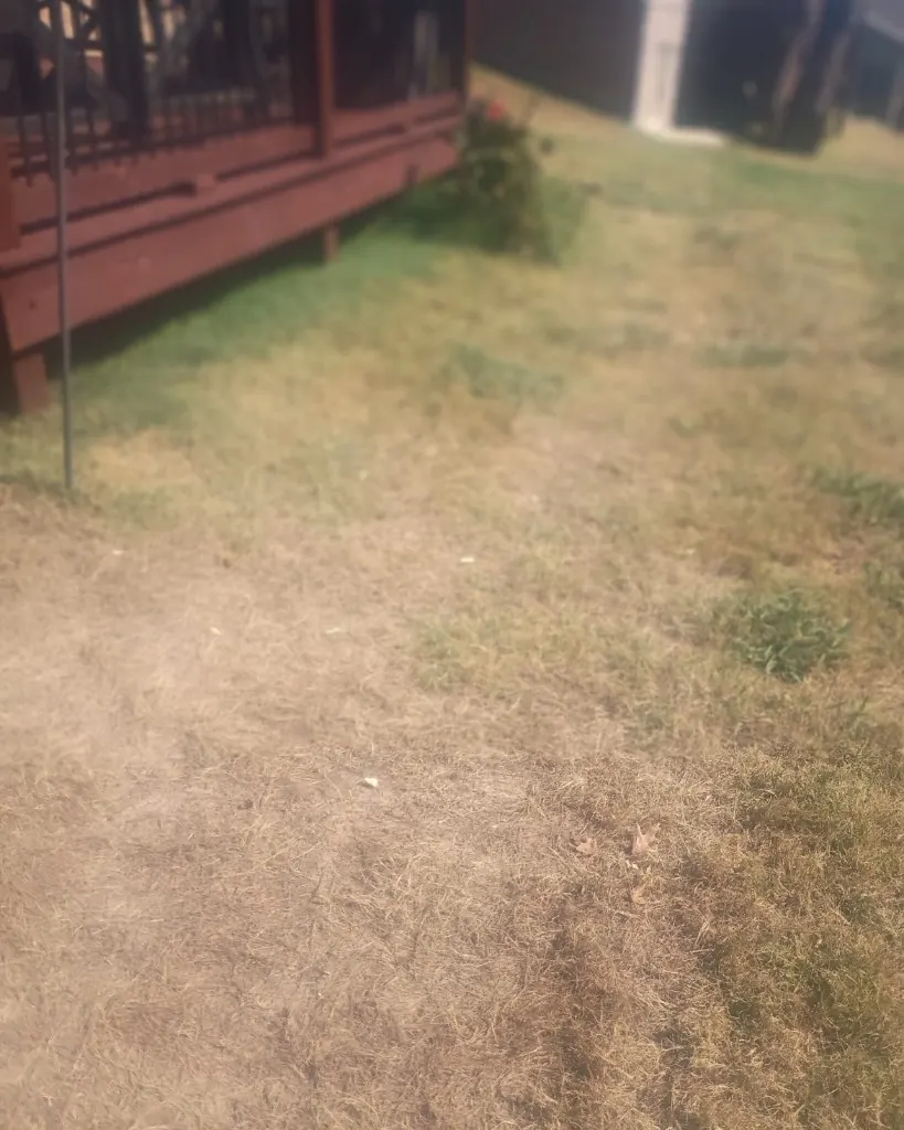 Second view of the overgrown landscape bed beside the deck before cleanup in College Grove, Tennessee