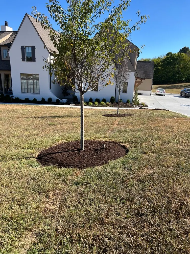 Tree beds cleaned, edged, reshaped, and finished with brown mulch in College Grove, Tennessee