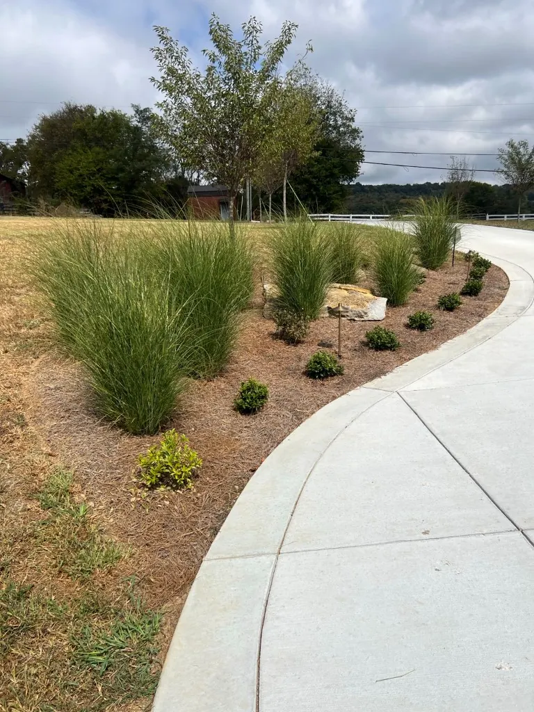 Driveway landscape bed with existing pine straw before cleanup in College Grove, Tennessee