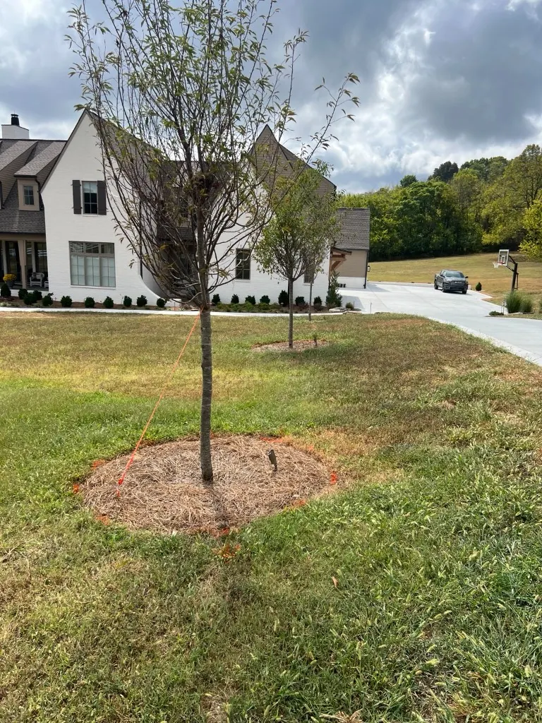 Tree bed with pine straw and weeds before cleanup and reshaping in College Grove, Tennessee