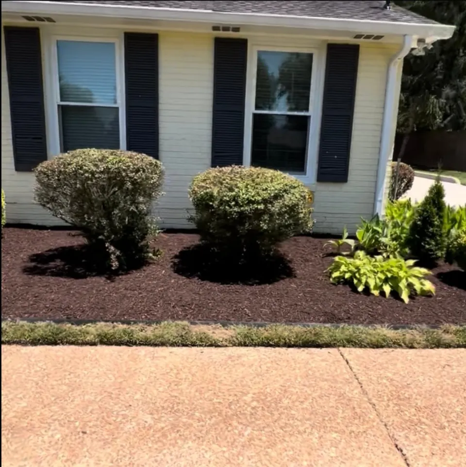Cleaned landscape bed with trimmed shrubs and fresh mulch