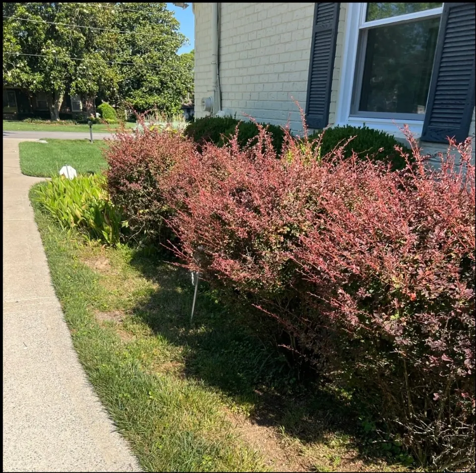 Close view of shrubs before landscape cleanup and trimming
