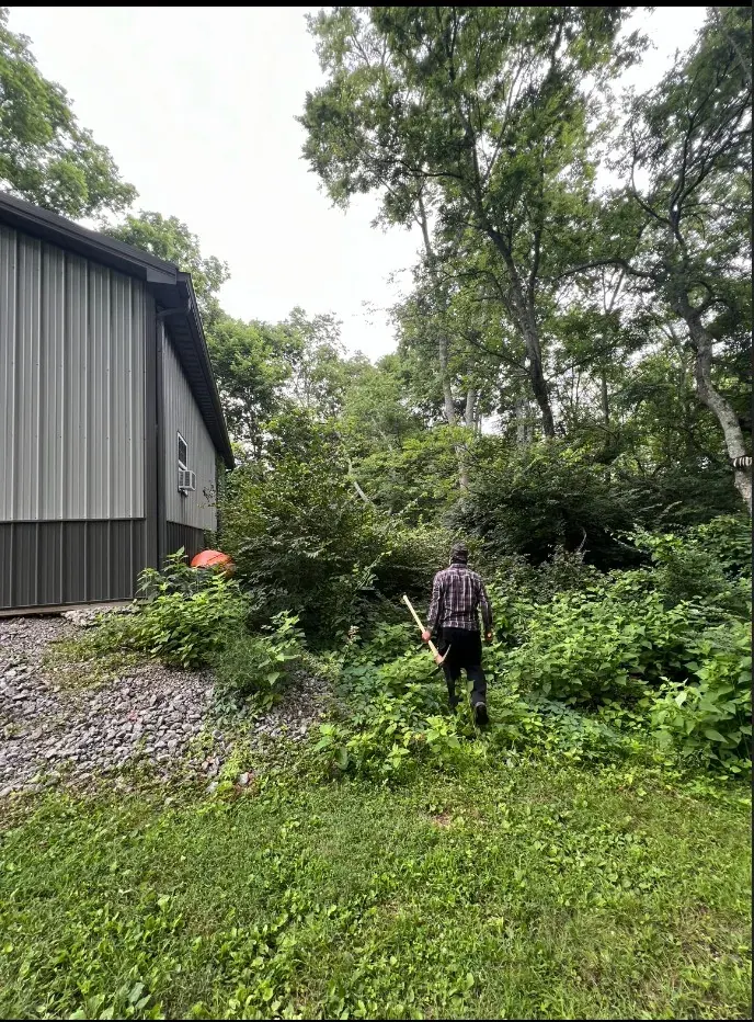 Heavy overgrowth and brush beside a building before cleanup in Franklin, Tennessee