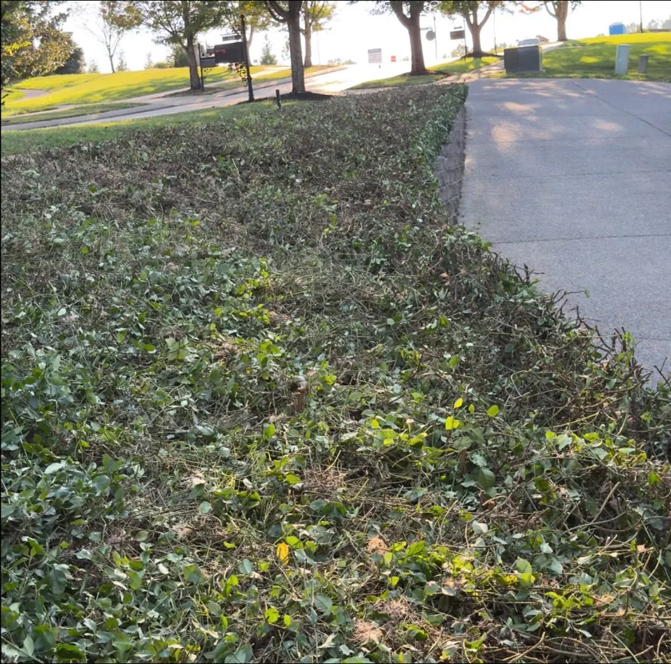 Shrubs cut substantially shorter after heavy trimming in Franklin, Tennessee