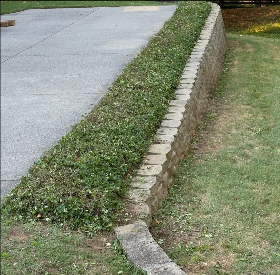 Reduced shrubs along retaining wall after heavy trimming in Franklin, Tennessee