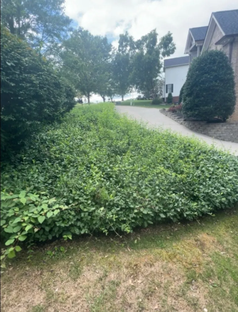 Badly overgrown shrubs before heavy trimming in Franklin, Tennessee