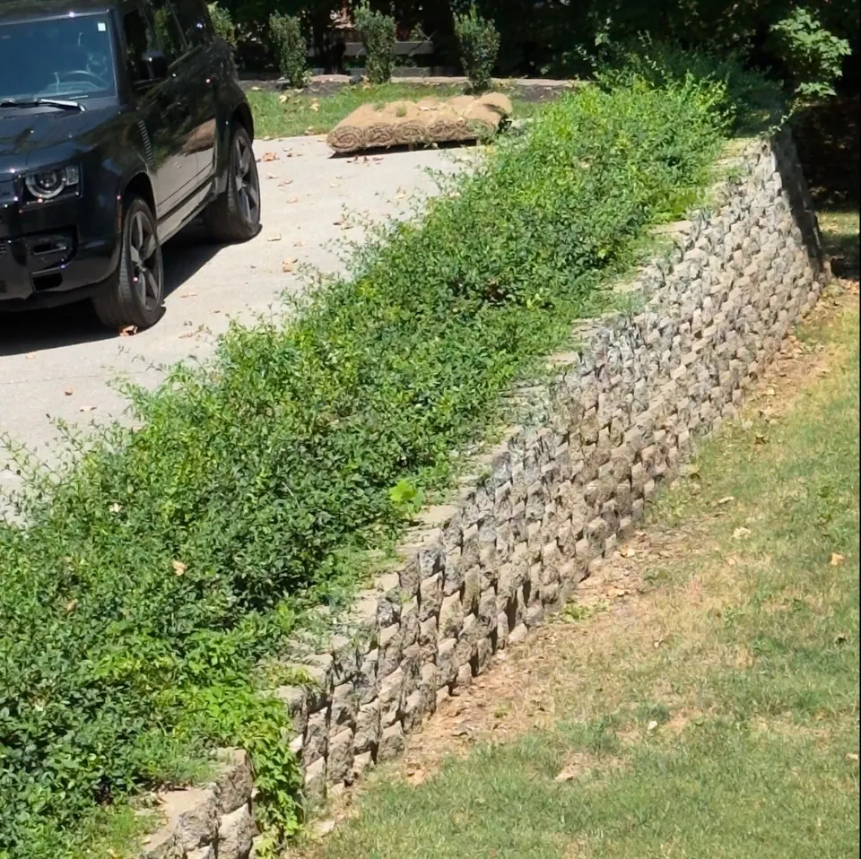 Overgrown shrubs extending above a retaining wall before trimming in Franklin, Tennessee