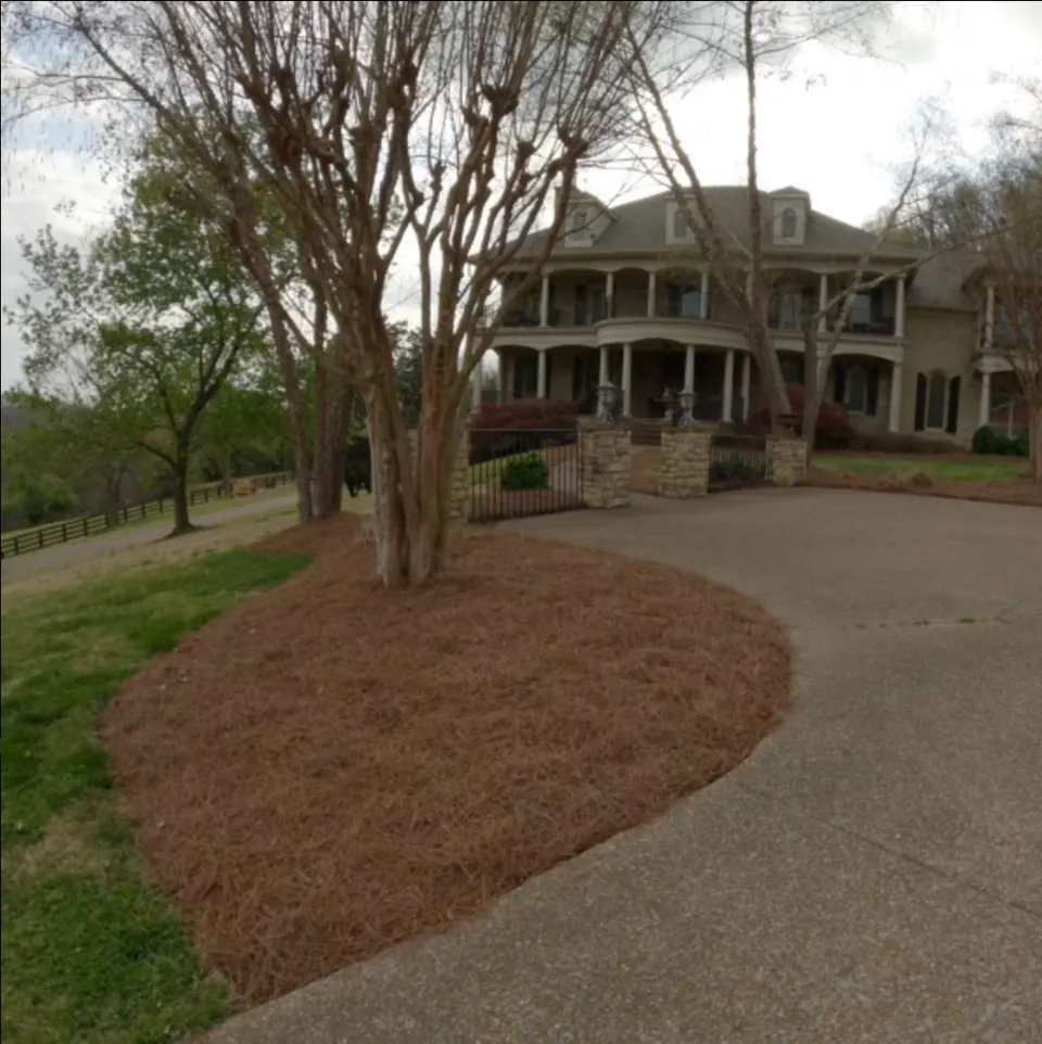 Driveway landscape bed after cleanup and fresh pine straw in Franklin, Tennessee