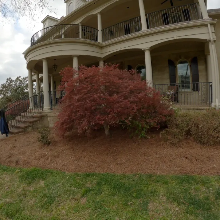Front porch maple bed with fresh pine straw in Franklin, Tennessee