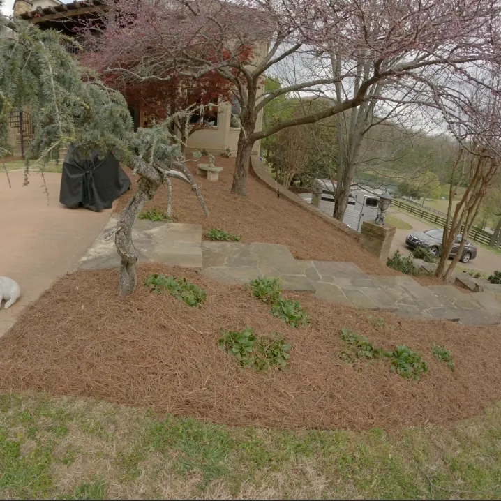 Hillside landscape bed along stone stairs with fresh pine straw in Franklin, Tennessee