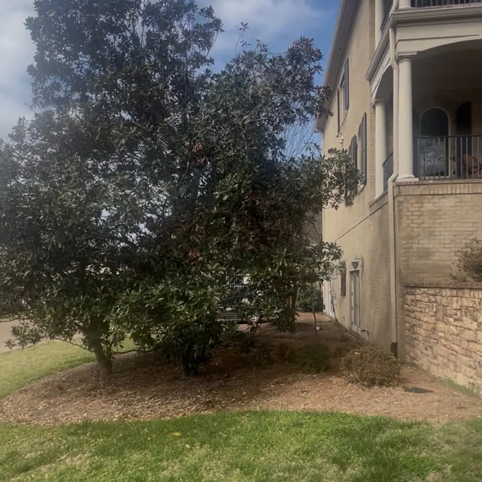Large landscape bed around a mature tree before pine straw installation in Franklin, Tennessee