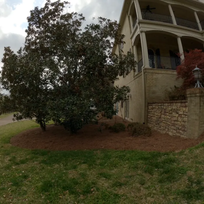 Large tree bed refreshed with fresh pine straw in Franklin, Tennessee