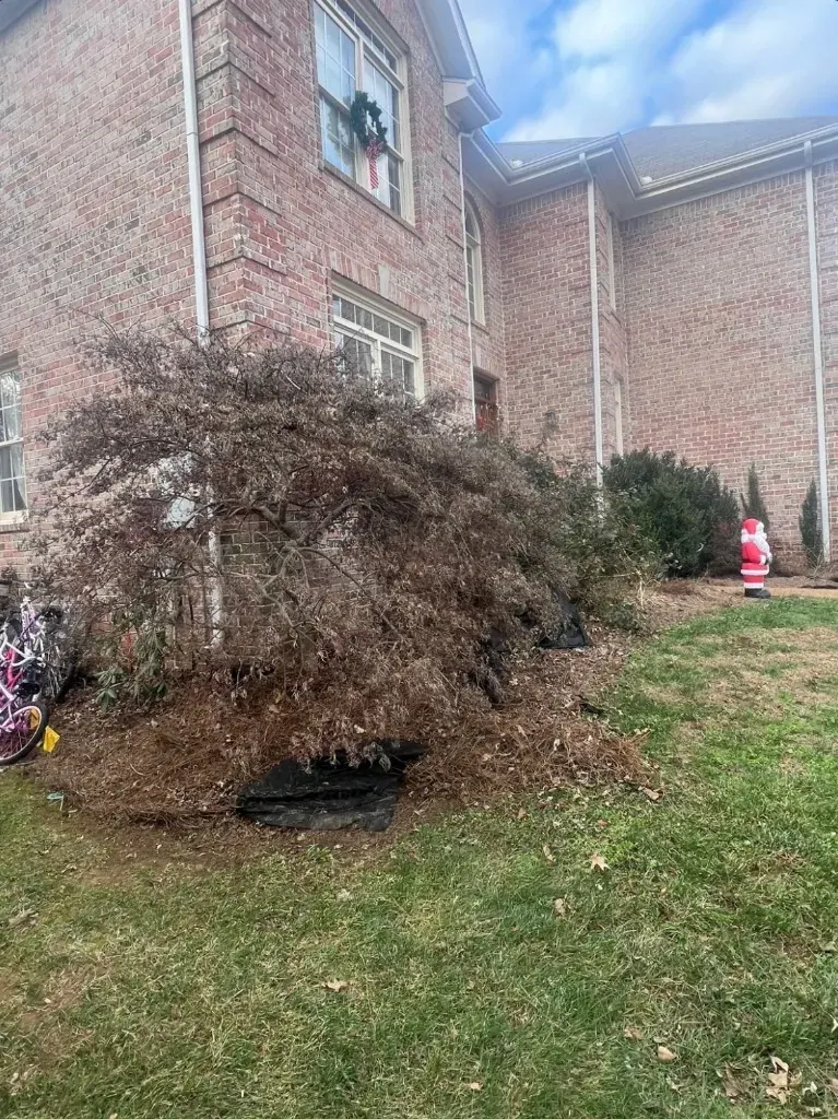 Side and front landscape bed with thin weathered pine straw and exposed fabric before refresh in Franklin, Tennessee