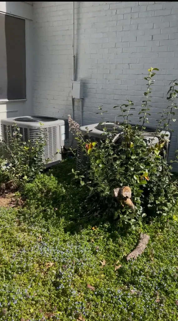 Overgrown shrubs around residential AC units before removal in Franklin, Tennessee