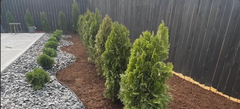 Newly installed evergreen privacy trees along a residential fence line in Middle Tennessee