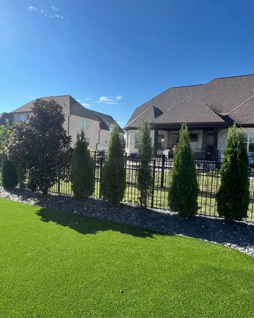 Four North Pole Arborvitaes with a Taylor Juniper in the middle after planting in Spring Hill, Tennessee