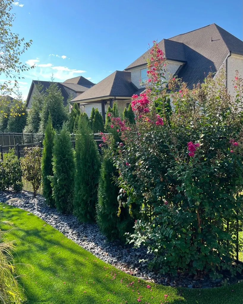 Four Emerald Green Arborvitaes and replanted shrubs in a decorative rock bed in Spring Hill, Tennessee