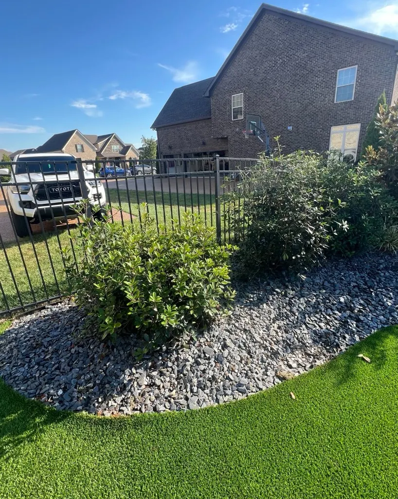 Two relocated shrubs planted in a decorative rock bed in Spring Hill, Tennessee